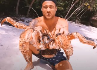 cua dừa, con cua dừa, coconut crab, giá cua dừa, hải sản, trending, hottrend, xu hướng