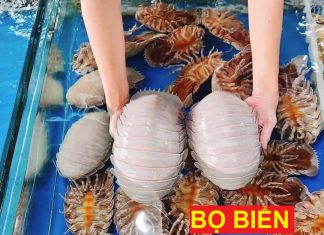 bo-bien-con-bo-bien-con-gian-bien-gia-bo-bien-gia-giant-isopod-gian-bien (zz)
