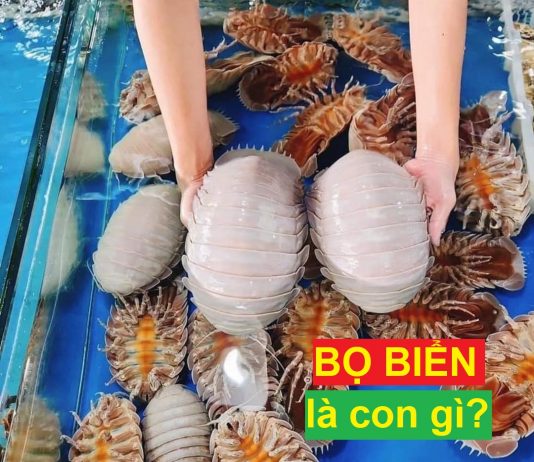 bo-bien-con-bo-bien-con-gian-bien-gia-bo-bien-gia-giant-isopod-gian-bien (zz)